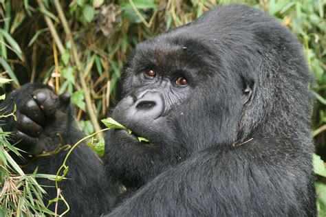 the mountain gorilla is on the verge of
